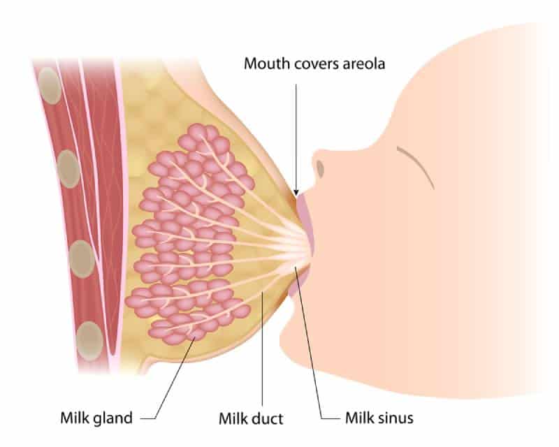 Illustration of breastfeeding and breast anatomy