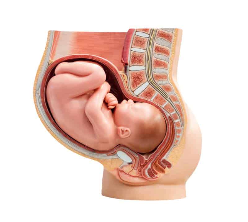 Baby in a woman womb cross section 