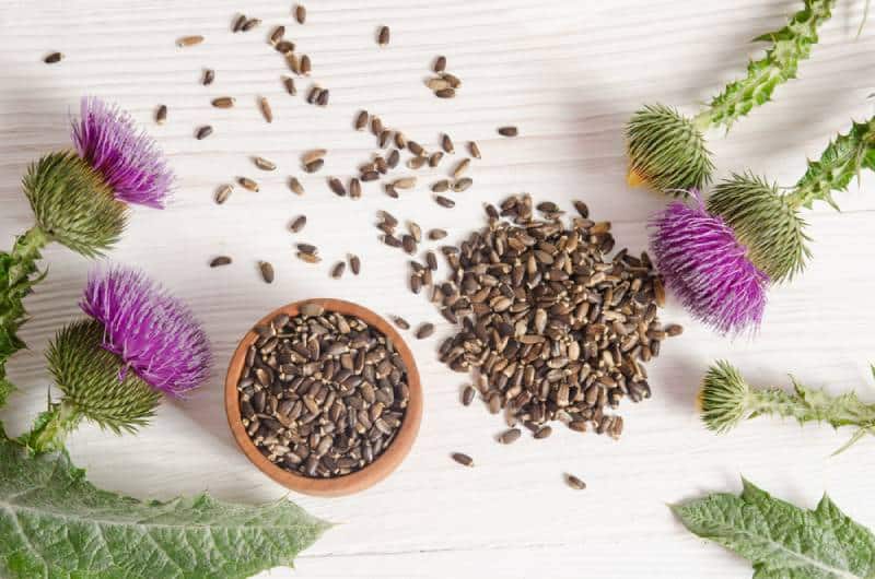 Seeds of a milk thistle with flowers on wooden table