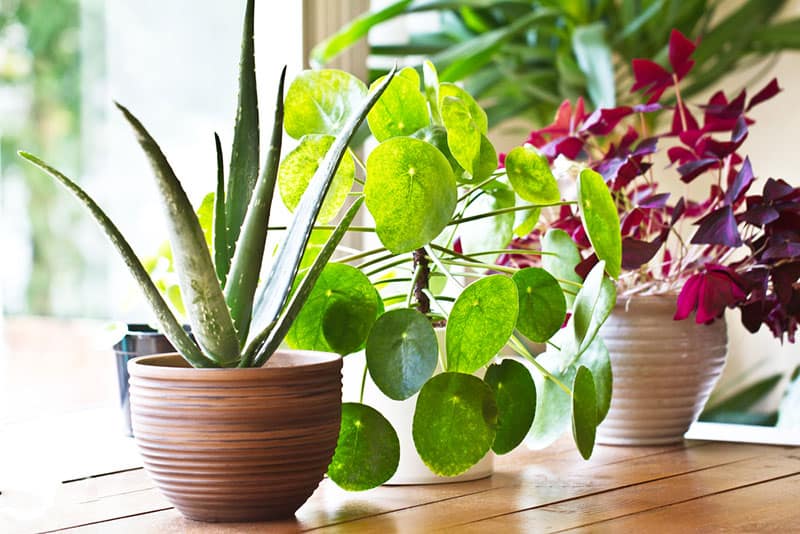 indoor plants in window