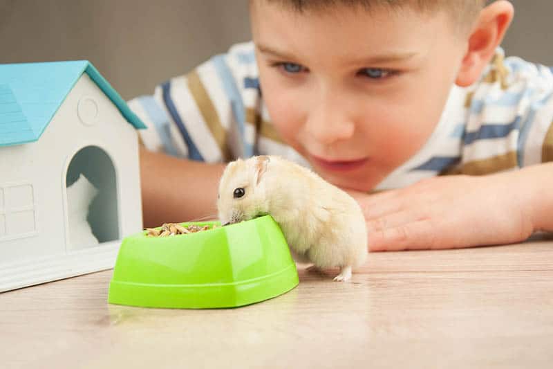 Little boy with hamster.