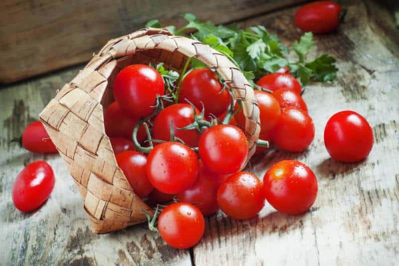 Small red cherry tomatoes spill out of a wicker basket on an old wooden table 