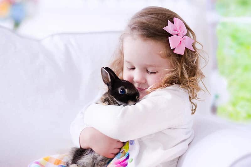 Child playing with a real rabbit. Kids play with pets. Little girl holding bunny. Children and animals at home or preschool. Cute curly toddler kid hugs her pet animal. Preschooler feeding rabbits.