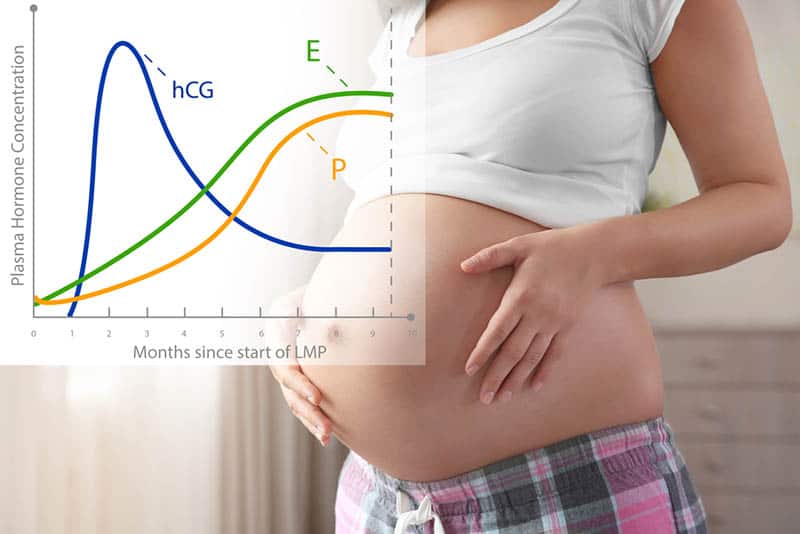 graphic of hormone changes in pregnant woman
