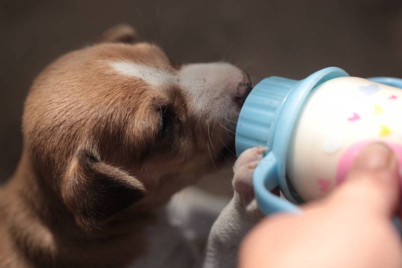 puppy drinking milk from baby bottle
