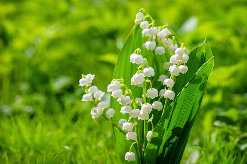 spring flower lily of the valley in the field