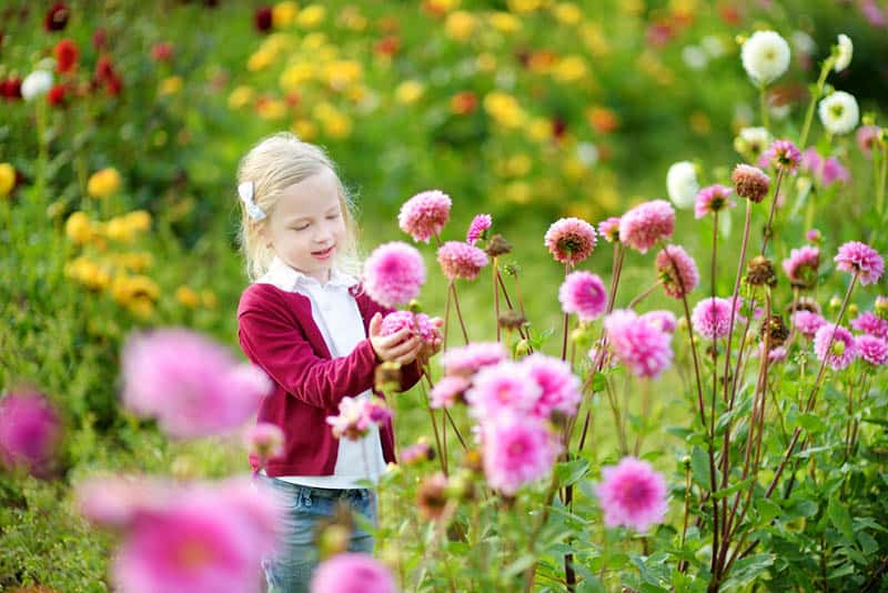 Cute little girl playing in blossoming dahlia field