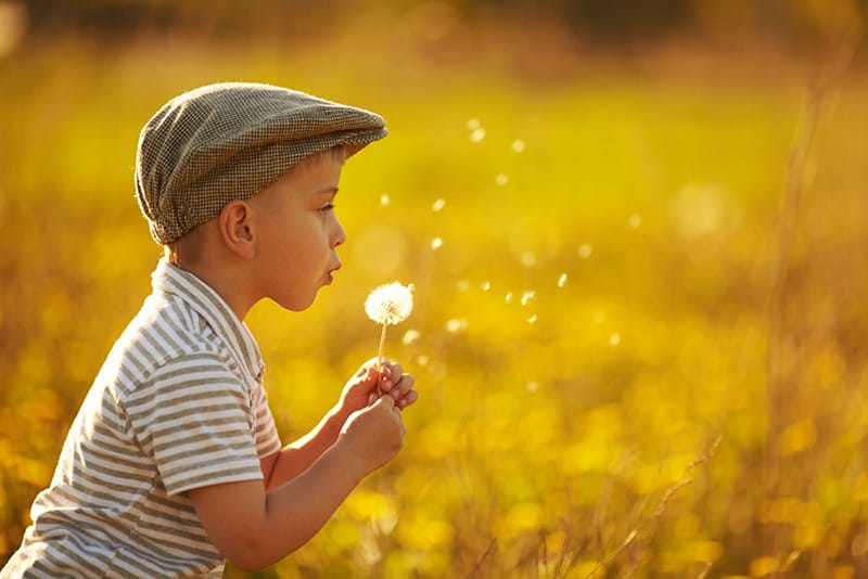 cute little boy blowing the dandelion in the field