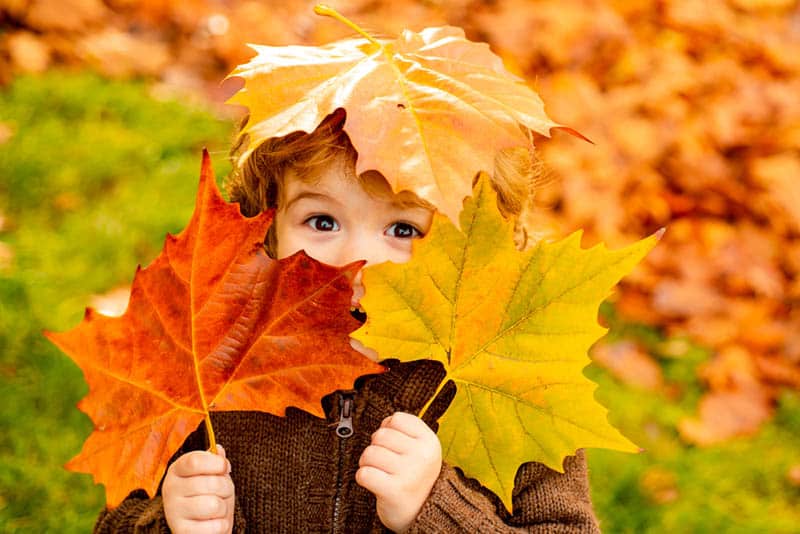 cute little boy covering his face with autumn leaves in the park