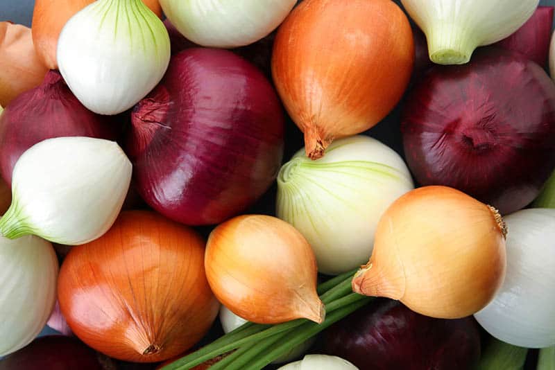 fresh colorful onions on the bunch