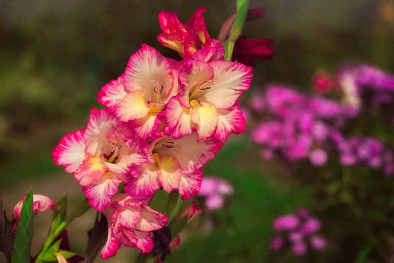 pink and yellow gladiolus flower in the garden