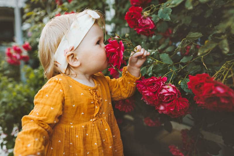 cute little girl smelling the roses in the garden