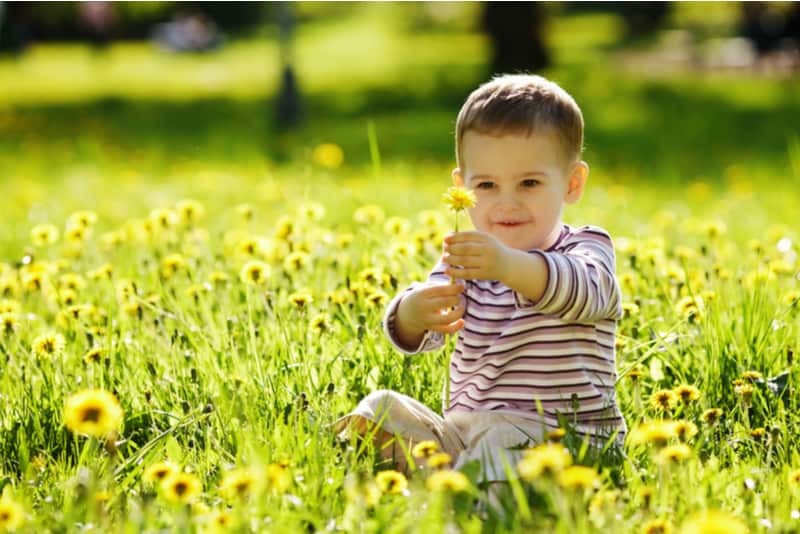 baby boy on the dandelion meadow