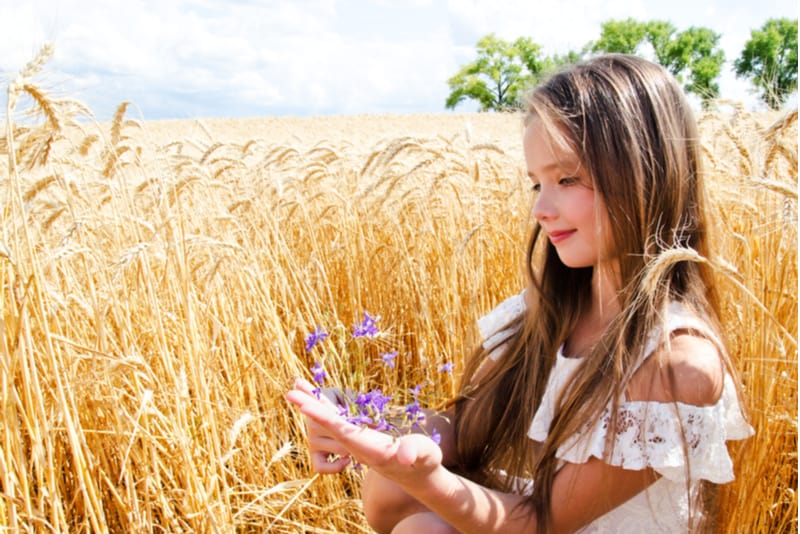 cute little girl child on field of wheat holding flowers
