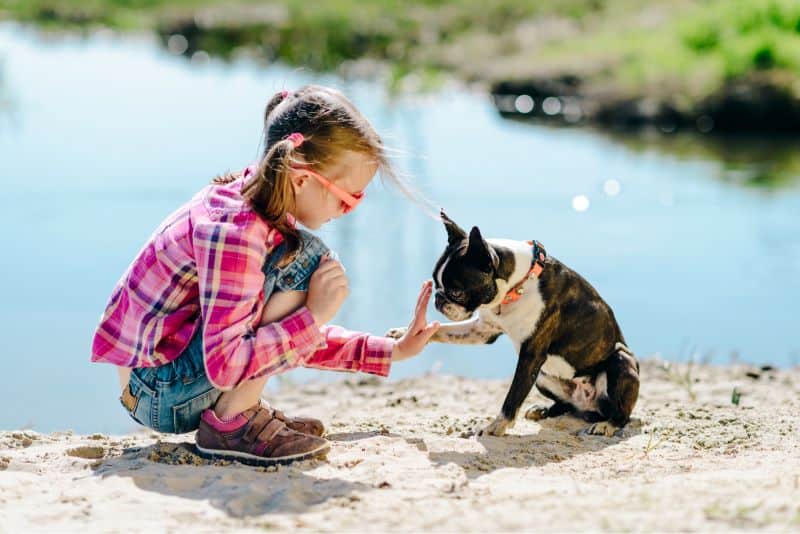 girl with boston terrier dog