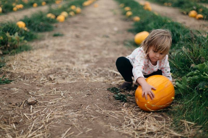 little girl in a pumpkin field