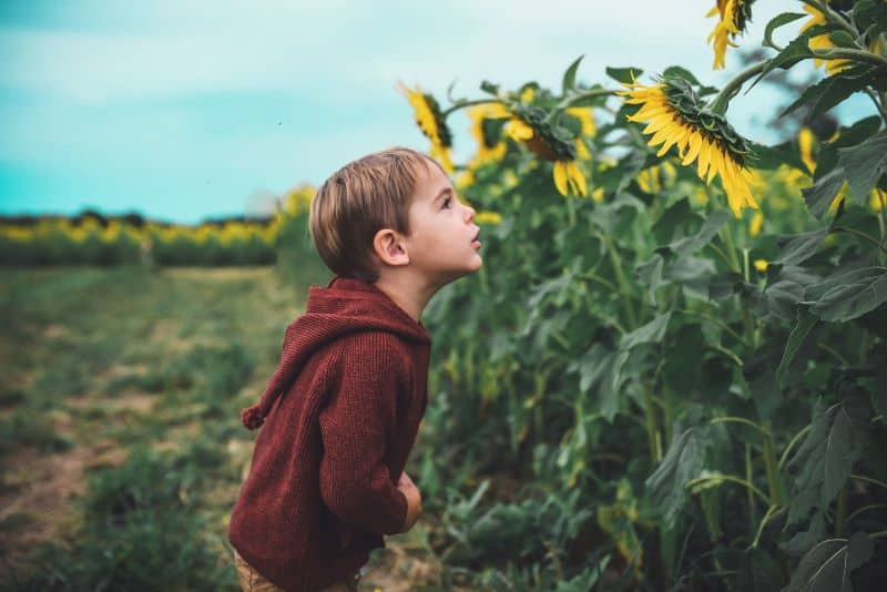 boy looking at the sunflowers